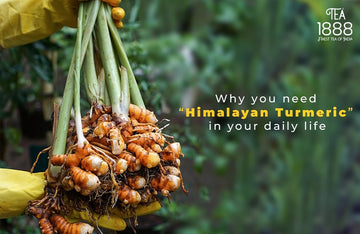 Why you need “Himalayan Turmeric” in your daily life